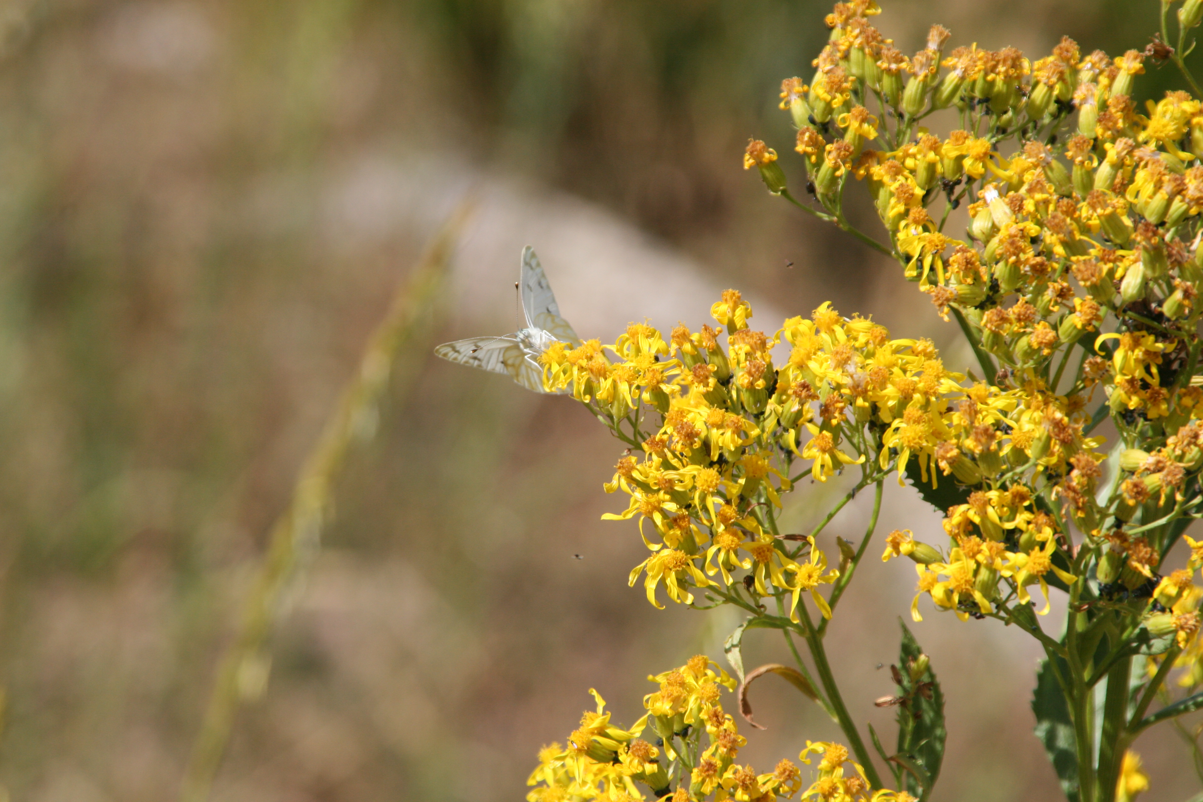 tall ragwort (Senecio serra)